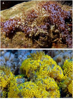 Octocoral Sexual Reproduction: Temporal Disparity Between Mesophotic and Shallow-Reef Populations